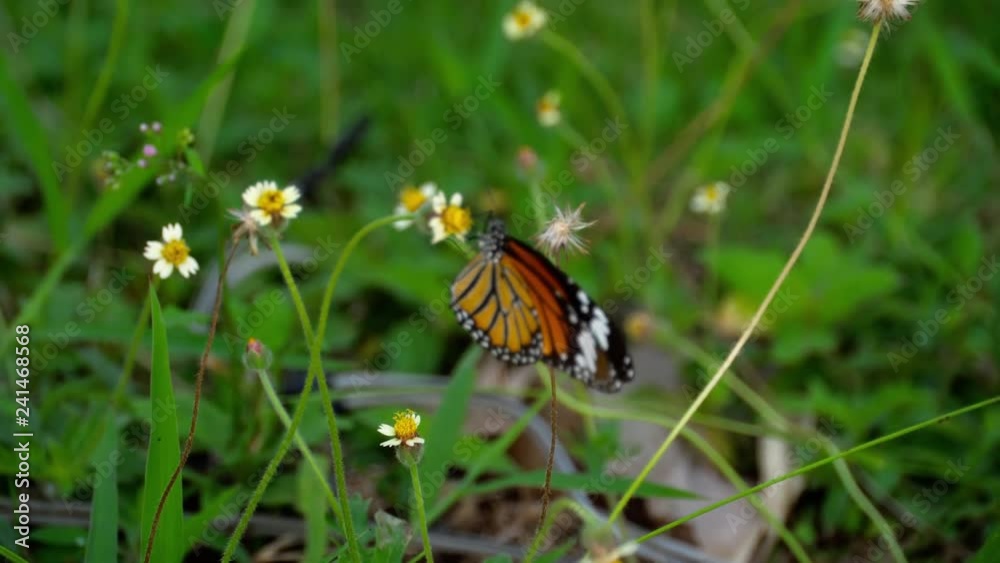 Monarch butterfly on flower Monarch butterfly on flower