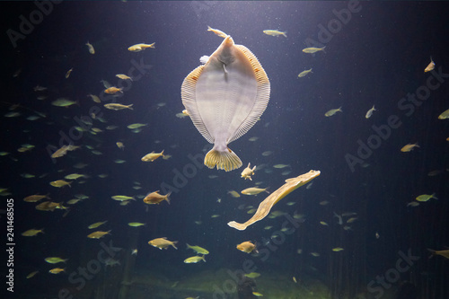 Fotografia Beautiful flounder on the seabed.