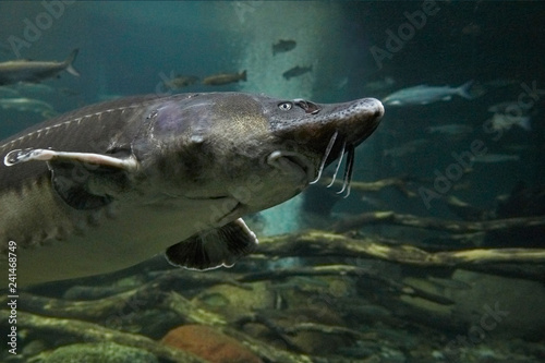 A big sturgeon