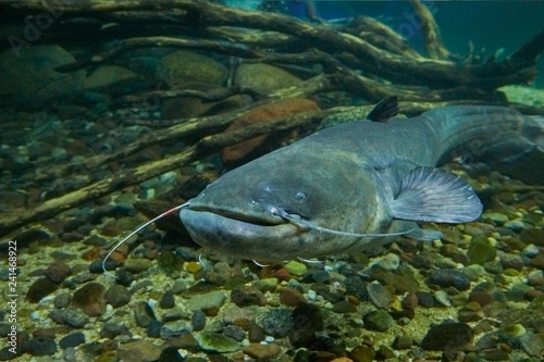 Curious big catfish.