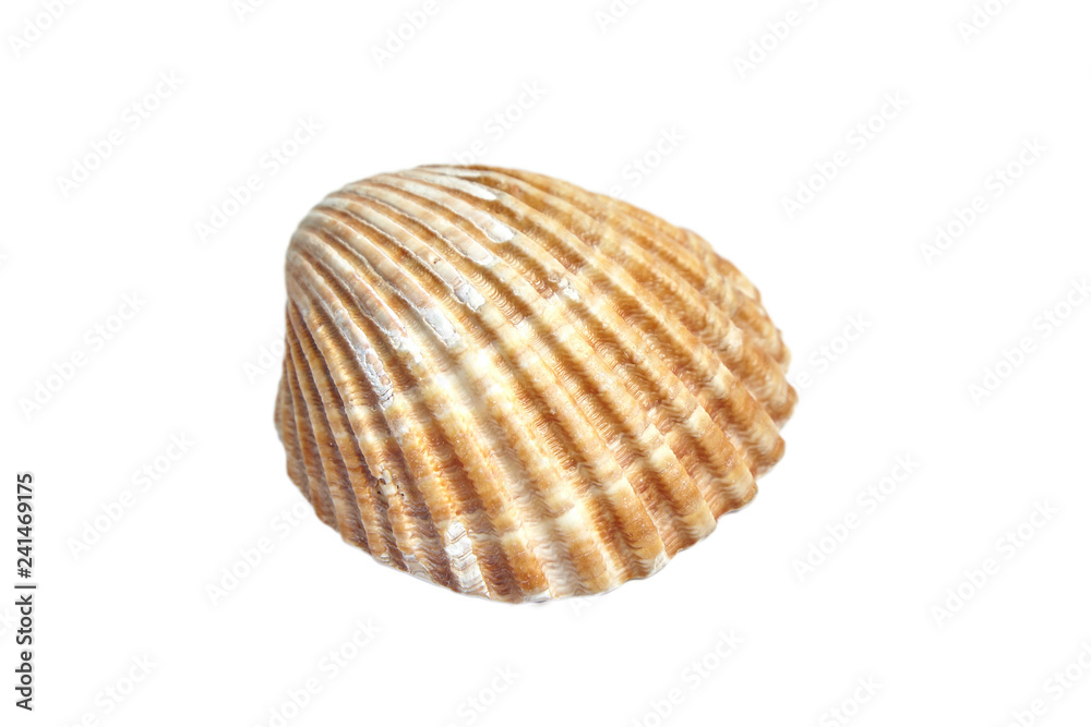 Ribbed scallop shell isolated on white background Ribbed scallop shell isolated on white background
