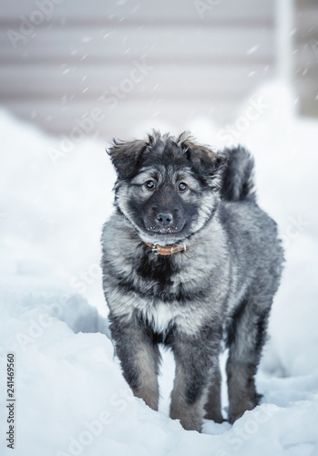 Cute fluffy puppy playing in the snow © oriolegin11
