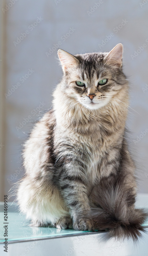Sweet pet of livestock, siberian purebred cat with long hair. Cute domestic kitten