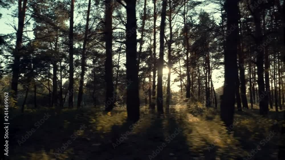 Sunlight In Forest. Pine Trees In Forest. Daylight In Forest. Sunbeams In Forest. Sunlight In Forest. Pine Trees In Forest. Daylight In Forest. Sunbeams In Forest.