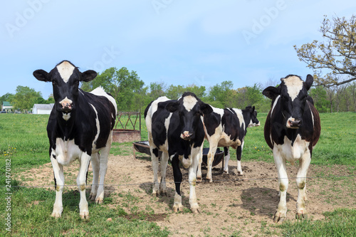 Dairy cows in a farm field looking at the camera © G