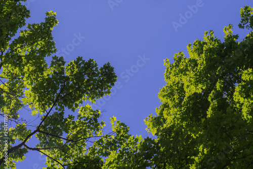 Green foliage against the blue sky. Green trees against the sky and clouds photo