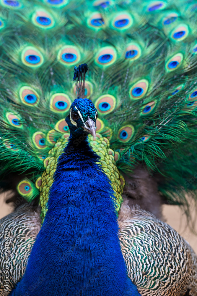 Obraz premium The Indian peafowl (Pavo cristatus)
