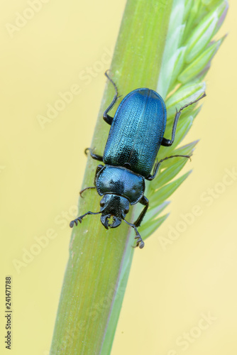 stag beetle - Platycerus caraboides