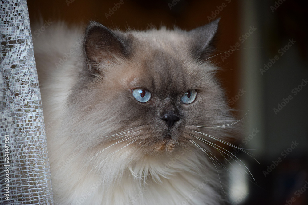 Cat's face close up with beautiful eyes