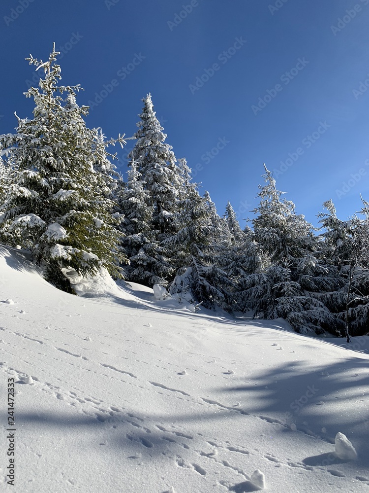 Obraz premium winter background of snow covered fir trees in the mountains