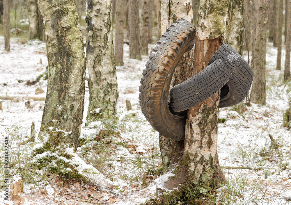 Fototapeta premium A torn tire hanging from a tree.