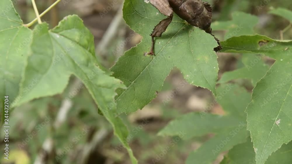 Giant Leaf Insects of South East Asia Giant Leaf Insects of South East Asia
