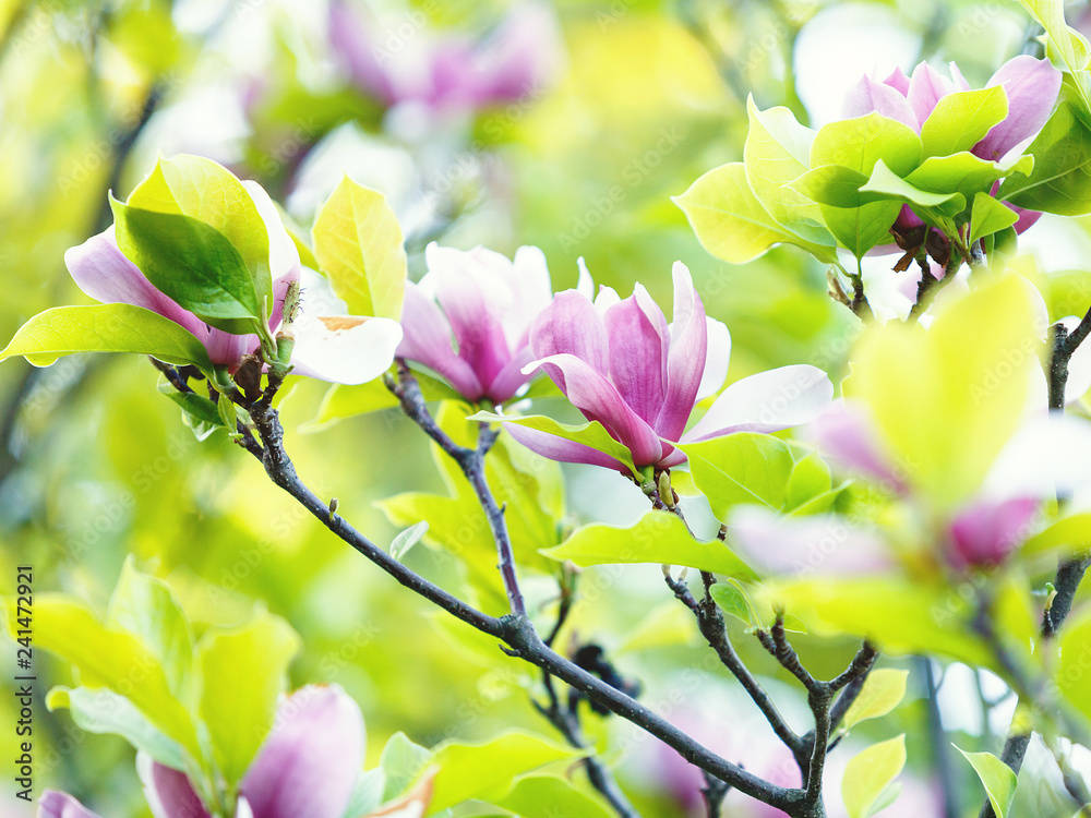 Obraz premium Flowering Magnolia tree. Chinese Magnolia blossom with violet and white tulip-shaped flowers. Beautiful and tender blossomed magnolia branches Spring background, nature