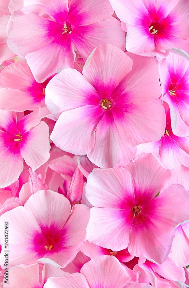 Phlox Bush red close-up Phlox Bush red close-up