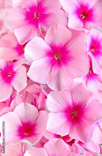 Phlox Bush red close-up