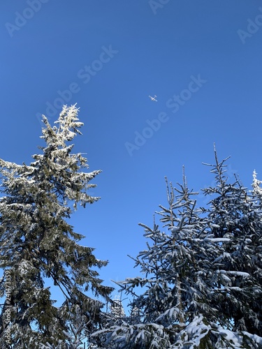 winter background of snow covered fir trees in the mountains © ranniptace