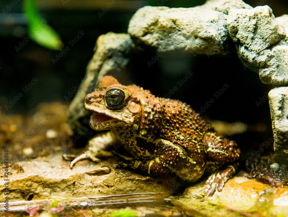 Obraz premium Frog with big eyes