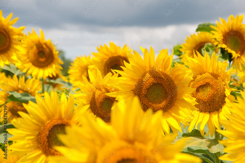 Fototapeta premium sunflower field