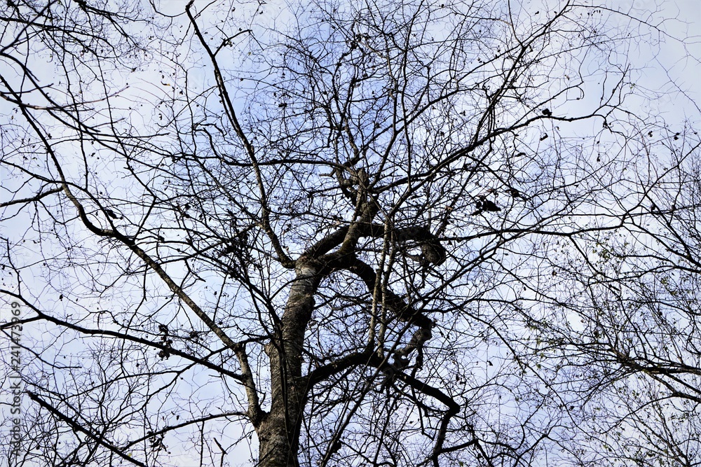 The silhouette tip of the dry tree without leaf on the background of cloudy sky, wintertime in Georgia USA. The silhouette tip of the dry tree without leaf on the background of cloudy sky, wintertime in Georgia USA.