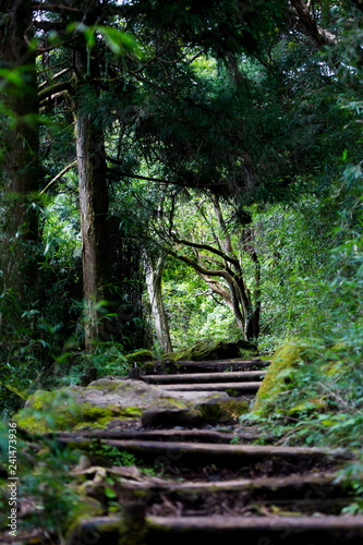 Waldweg