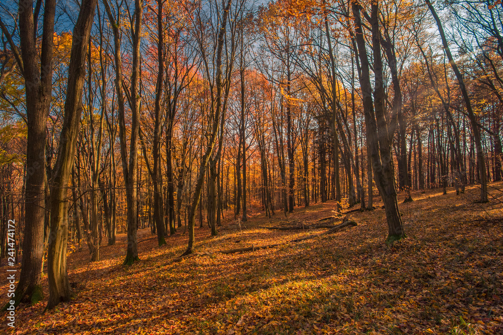 Autumn forest, colorful trees at sunlight. Colorful landscape