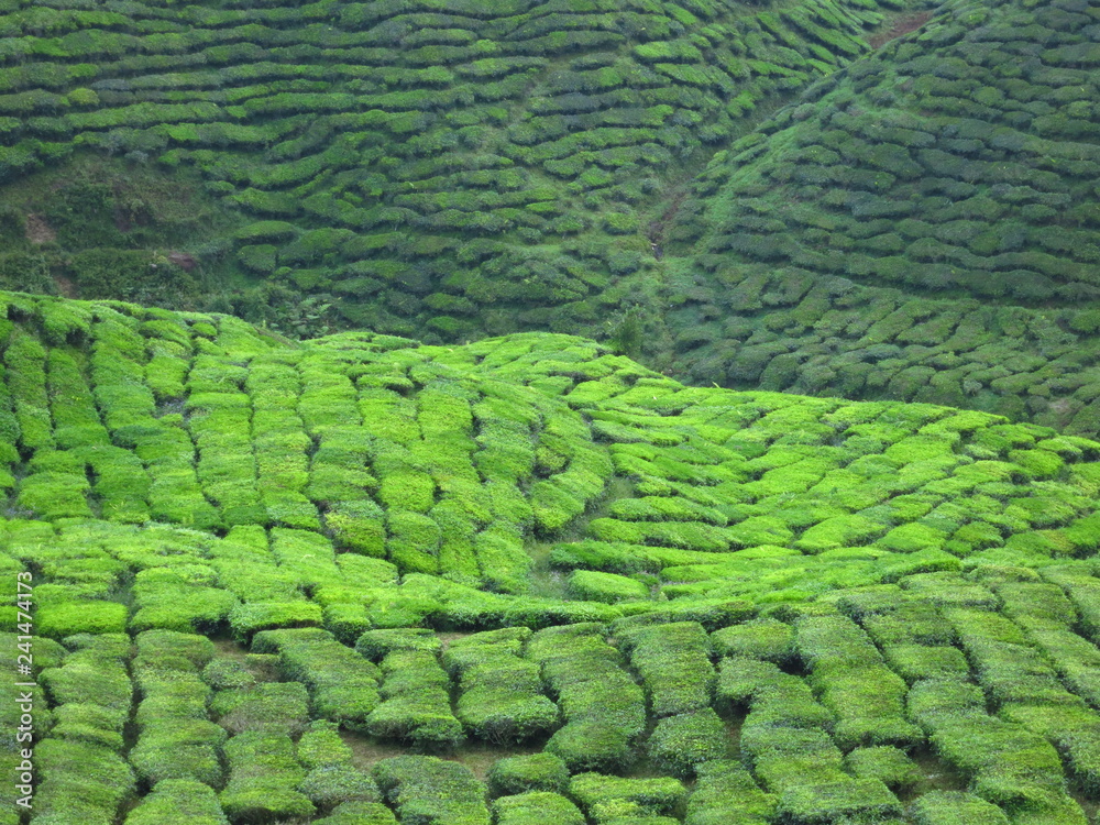view intense green tea plantation in Camaron Highlands in Malaysia