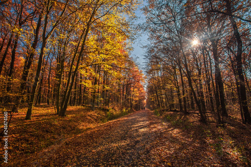 Autumn forest, colorful trees at sunlight. Colorful landscape