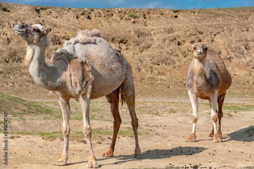 Camel in desert in Israel  Negev