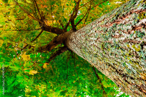Early Autumn Tree