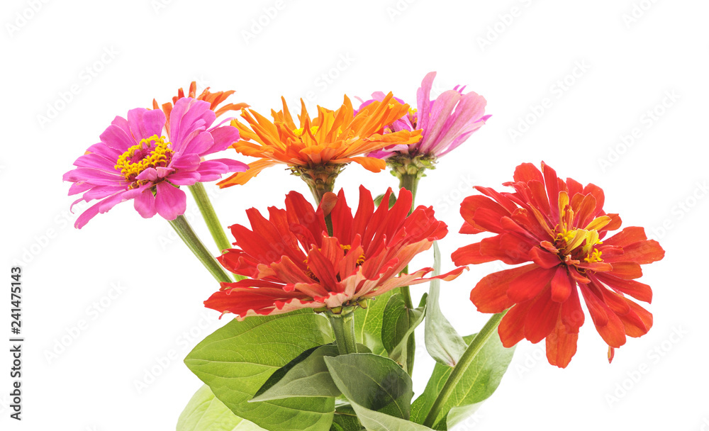 Bouquet of multicolored zinnia. Bouquet of multicolored zinnia.