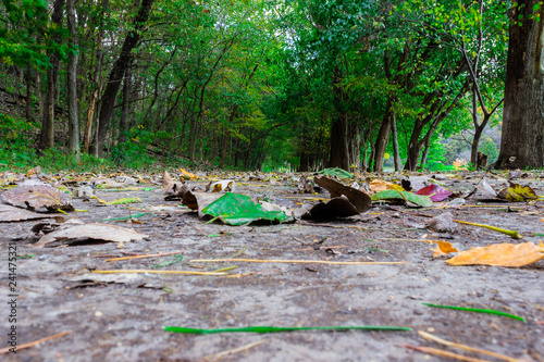 Early leaves fallen on a peaceful path