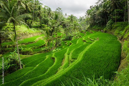 Beautiful greenery rice fields in Bali, Indonesia