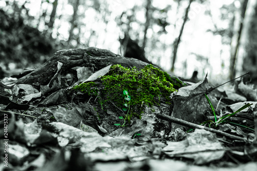 New Life