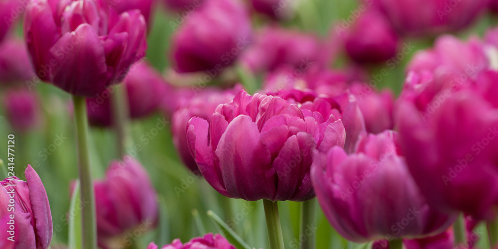 beautiful fluffy bright tulips adorning the summer park