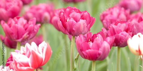 beautiful fluffy bright tulips adorning the summer park or garden