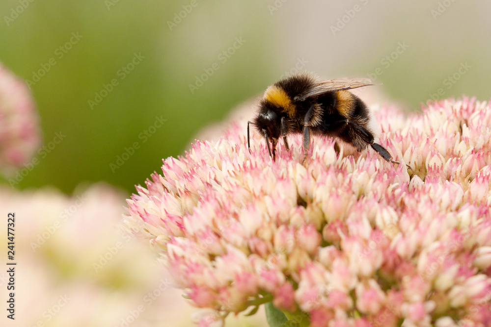 bee collects nectar from flowers in a summer field bee collects nectar from flowers in a summer field
