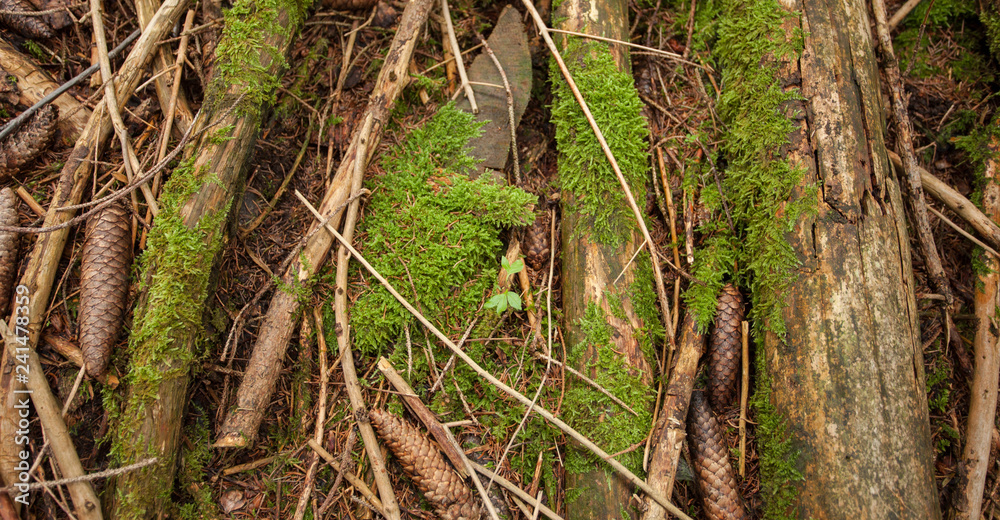 detail of green moss over an old tree in the woods detail of green moss over an old tree in the woods