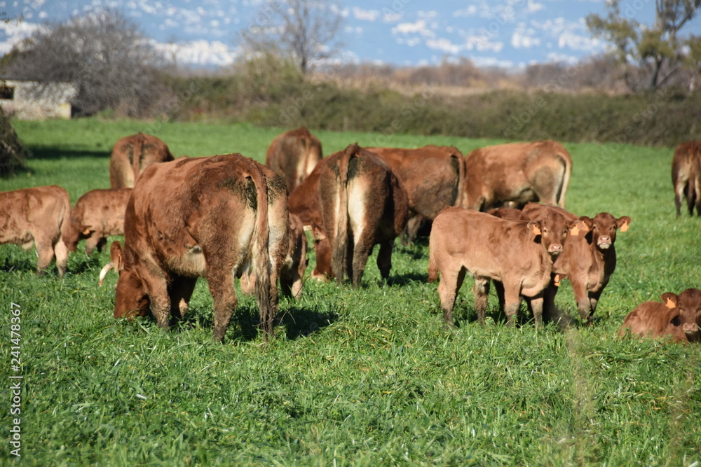 Fototapeta premium cow in a field