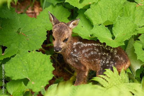 Fototapeta Naklejka Na Ścianę i Meble -  little deer cub