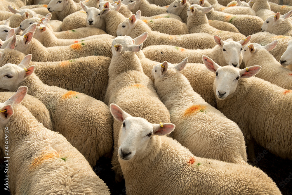 Fototapeta premium Flock Of Curious White Sheep With Cosy Wool In Scotland