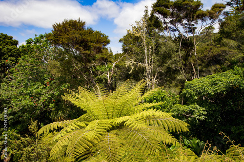 Plants trees and Coloros of New Zealand photo