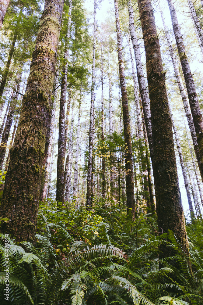 Forest Floor Forest Floor