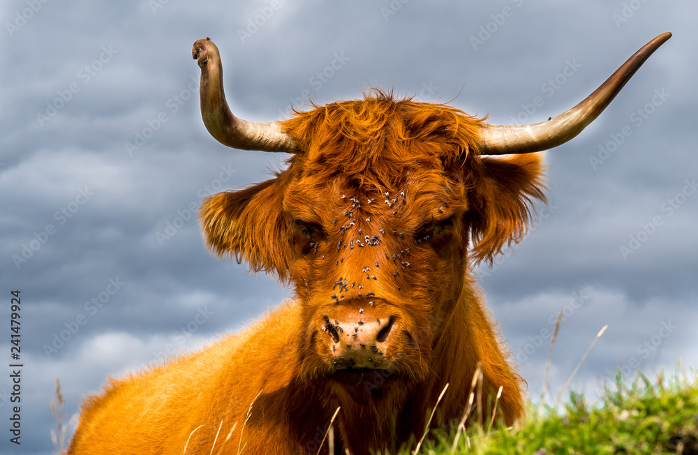 Relaxed Highland Cattle With Flies On Its Sunlit Head In Scotland Relaxed Highland Cattle With Flies On Its Sunlit Head In Scotland