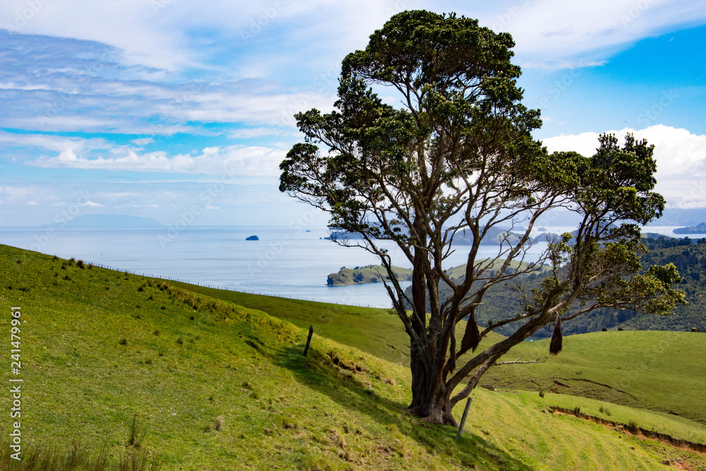 Fototapeta premium New Zealand Cost Lines