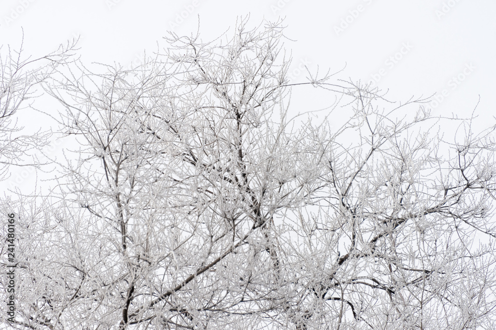 Frozen frost covered branches