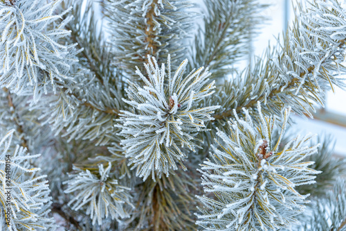 Natural texture of a winter background of Christmas trees. Snow is coming  snow-covered spruce branches
