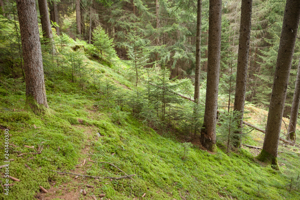 Fototapeta premium Inside a typical forest of the Italian Alps long a mountain path