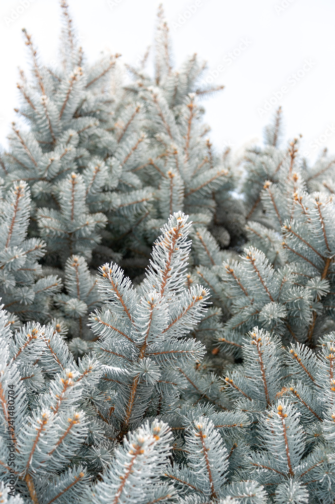 Natural texture of a winter background of Christmas trees. Snow is coming, snow-covered spruce branches Natural texture of a winter background of Christmas trees. Snow is coming, snow-covered spruce branches