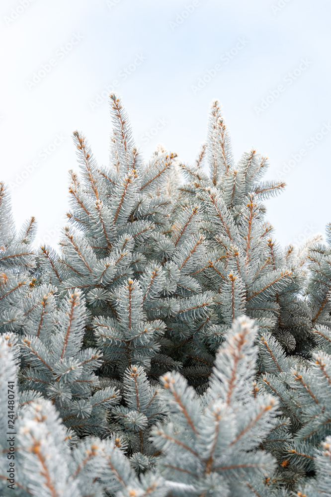 Natural texture of a winter background of Christmas trees. Snow is coming, snow-covered spruce branches Natural texture of a winter background of Christmas trees. Snow is coming, snow-covered spruce branches