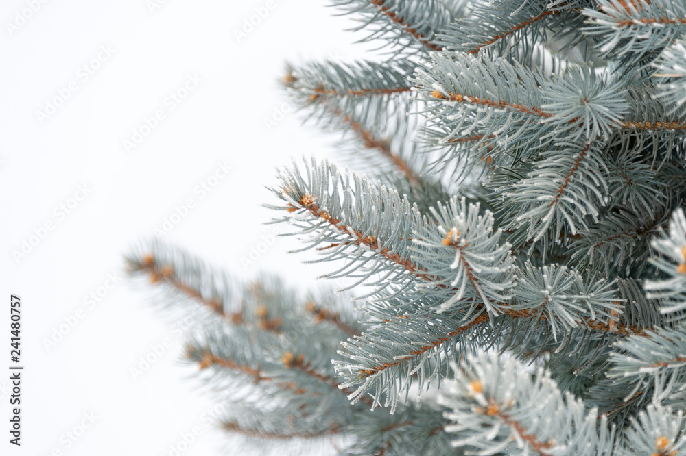 Natural texture of a winter background of Christmas trees. Snow is coming, snow-covered spruce branches Natural texture of a winter background of Christmas trees. Snow is coming, snow-covered spruce branches